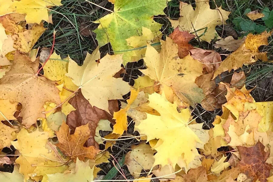 Allehelgen - Porten til vinteren