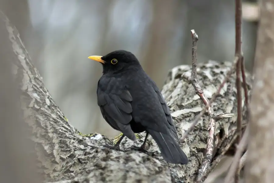 Kyndelmisse Midvinter