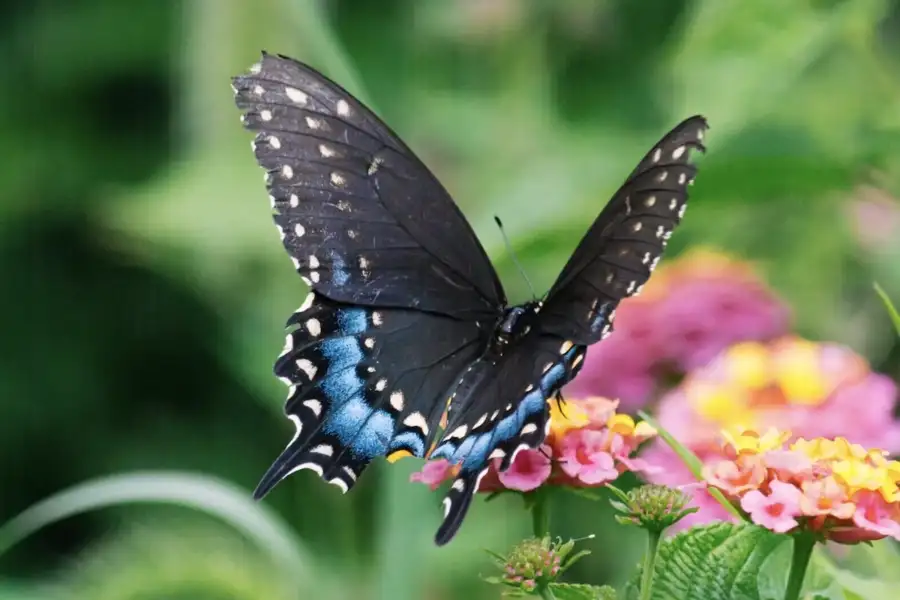 Når livet er i overgang