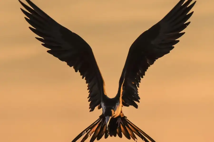 Fødder - Livmoderens Vinger