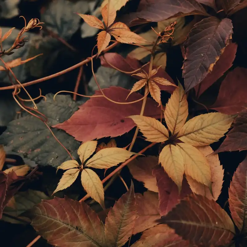 Kvindegruppe Efterår/Vinter