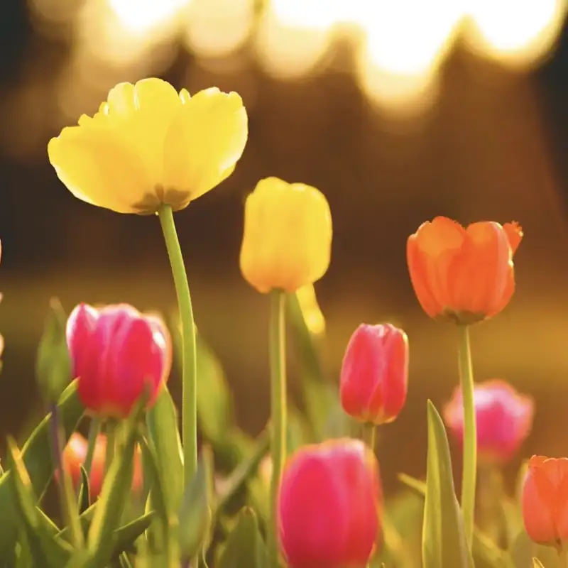 Kvindegruppe Forår/Sommer